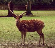 Cervus nippon 